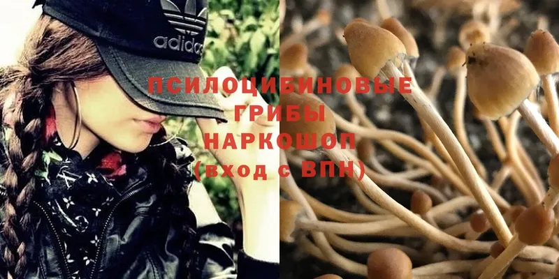 Галлюциногенные грибы MAGIC MUSHROOMS  блэк спрут вход  Краснослободск 